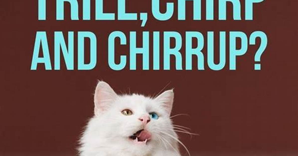 When Do Cats Chirrup?