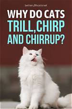 When Do Cats Chirrup?