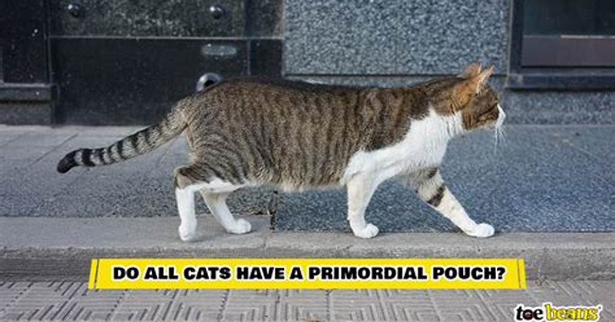When Do Cats Develop Primordial Pouch?