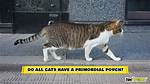 When Do Cats Develop Primordial Pouch?