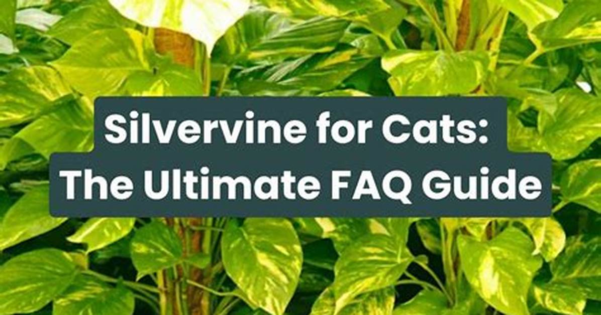 When Do Cats React to Silvervine?
