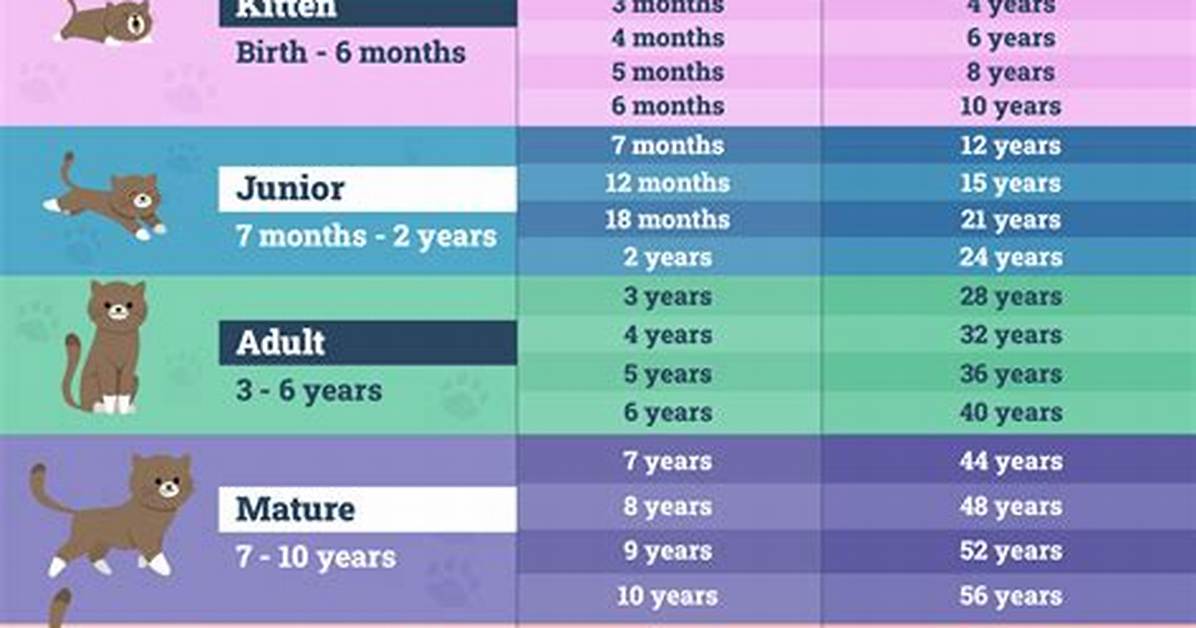 When Do Cats Start Looking Old?