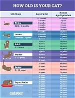 When Do Cats Start Looking Old?