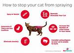 When Do Cats Start Spraying