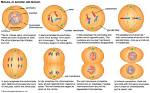 When Do Cells Go Through Mitosis?