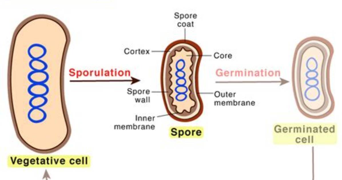 When Do Cells Sporulate?