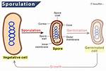 When Do Cells Sporulate?