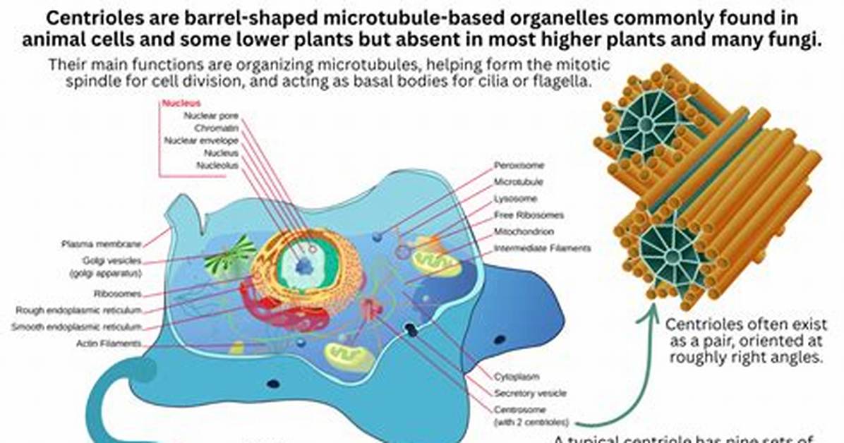 When Do Centrioles Appear?