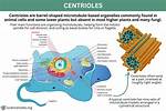 When Do Centrioles Appear?