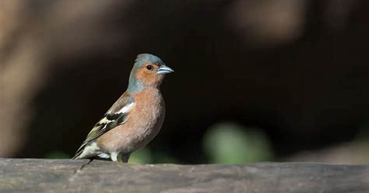 When Do Chaffinches Migrate?