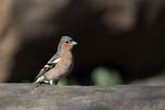 When Do Chaffinches Migrate?