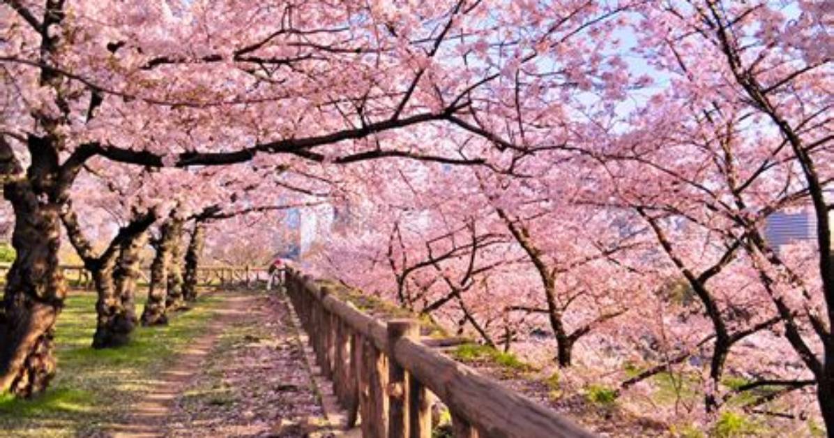 When Do Cherry Blossoms?
