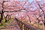 When Do Cherry Blossoms?