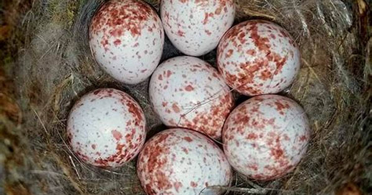 When Do Chickadees Lay Eggs?