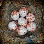 When Do Chickadees Lay Eggs?
