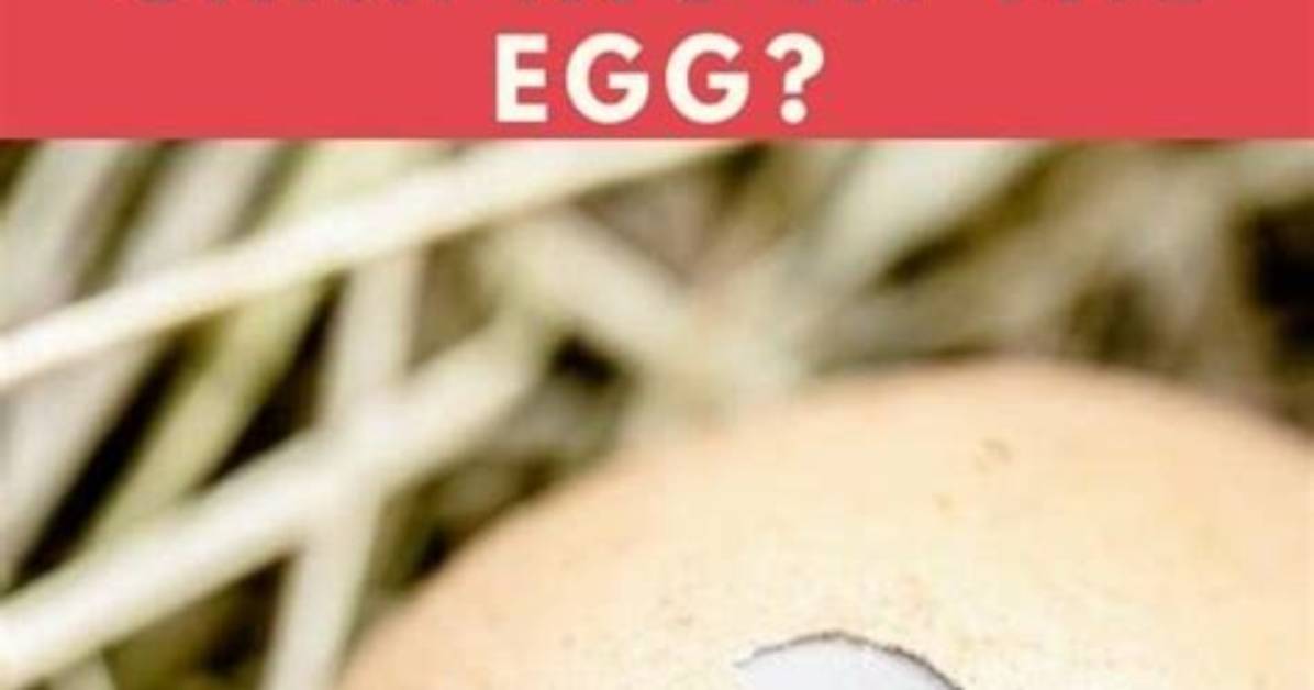 When Do Chickens Stop Chirping?
