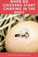 When Do Chickens Stop Chirping?