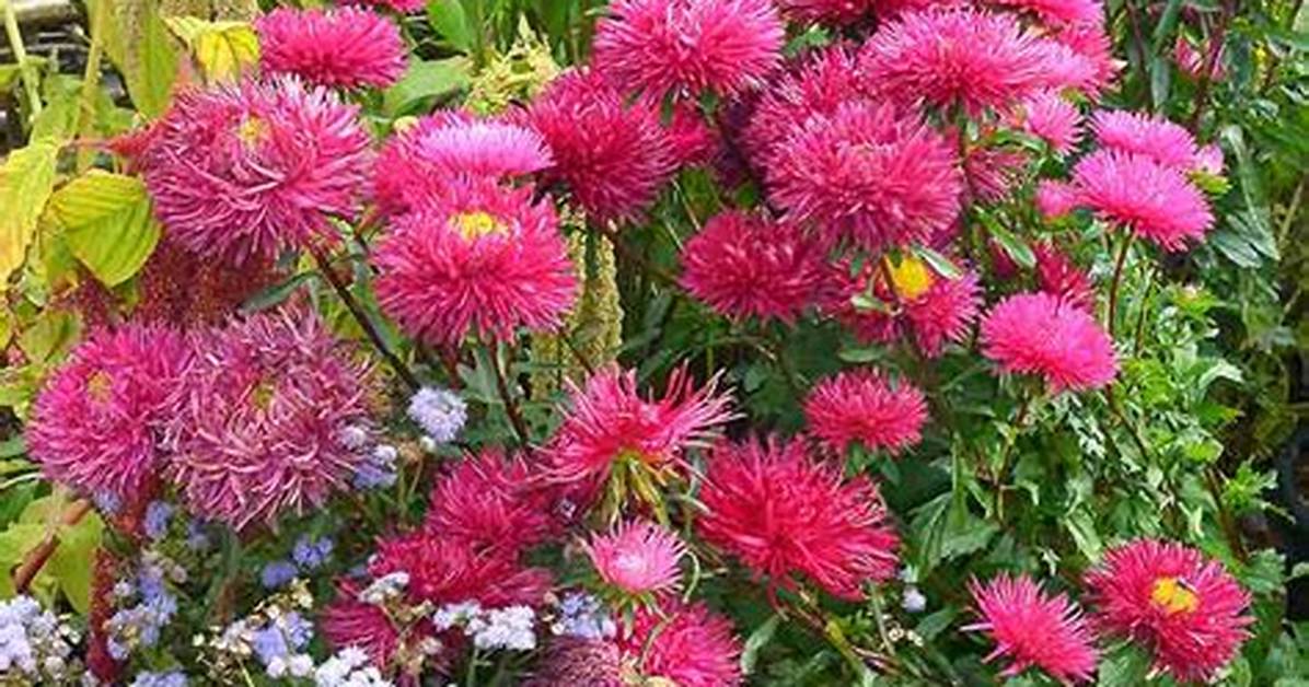 When Do China Asters Bloom?