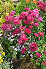 When Do China Asters Bloom?