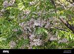 When Do Chinaberry Trees Bloom?