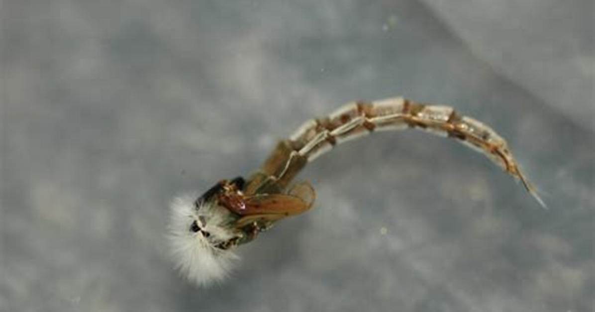 When Do Chironomids Hatch?