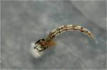 When Do Chironomids Hatch?