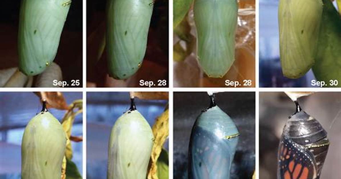 When Do Chrysalis Hatch?