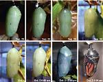 When Do Chrysalis Hatch?