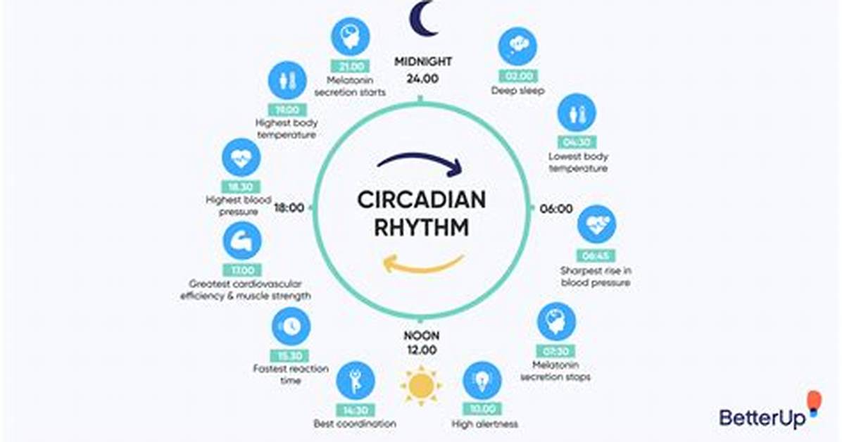 When Do Circadian Rhythms Develop?