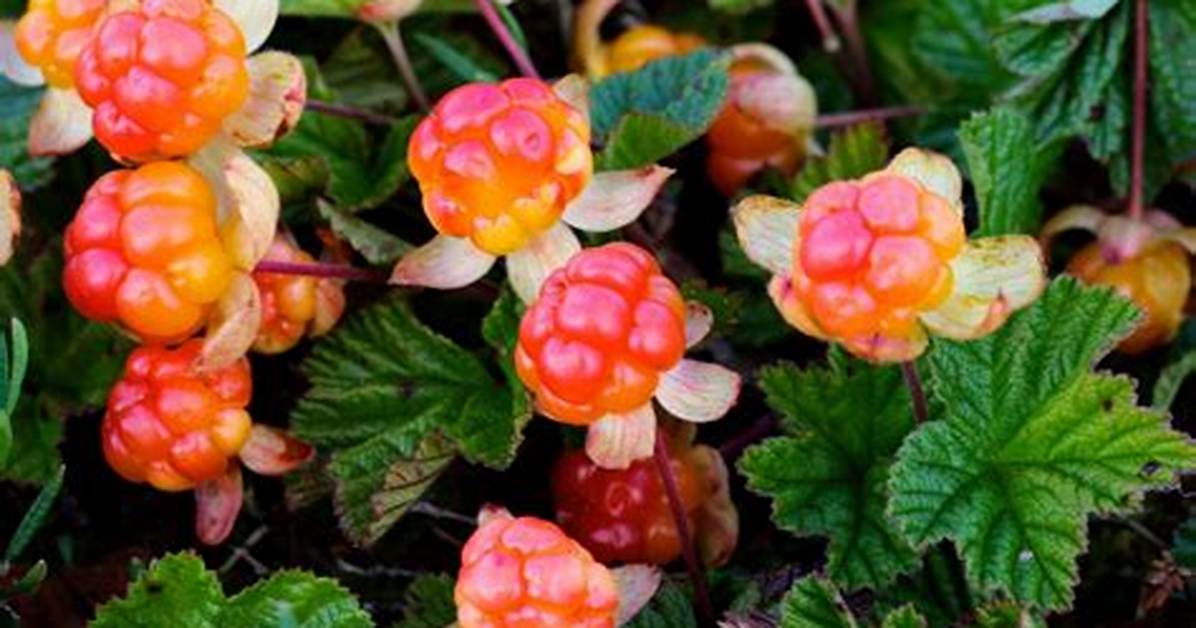 When Do Cloudberries Ripen?
