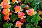 When Do Cloudberries Ripen?
