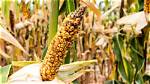 When Do Cobs Appear on Corn?