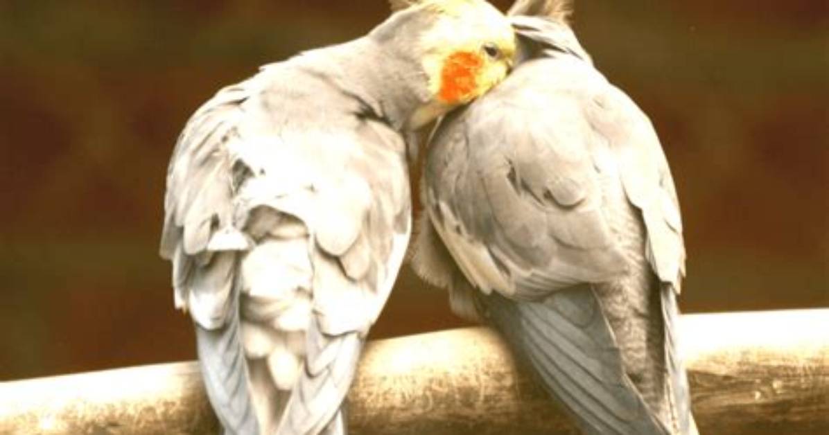 When Do Cockerels Start Mating?