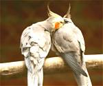 When Do Cockerels Start Mating?