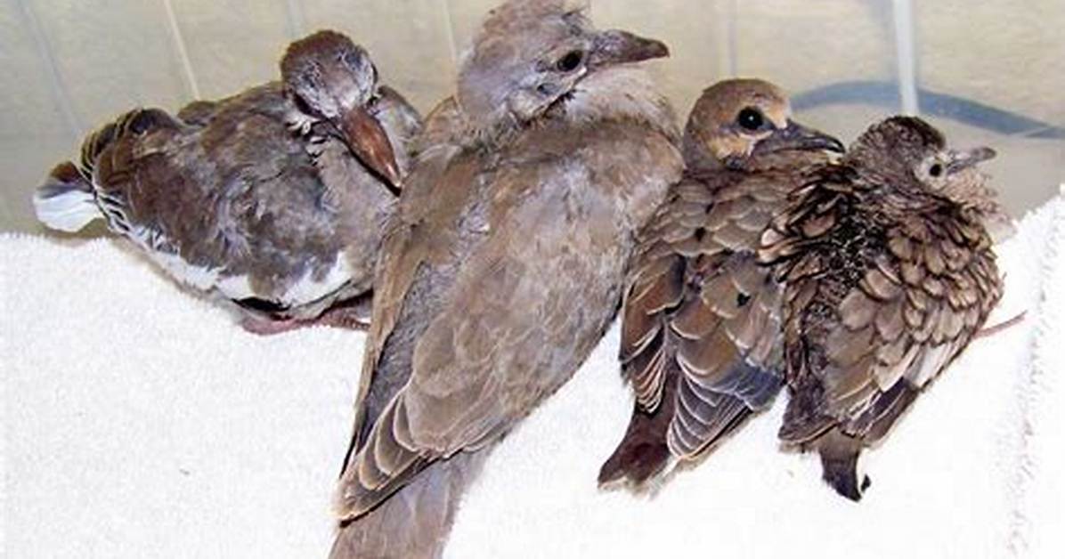 When Do Collared Doves Have Babies?