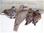 When Do Collared Doves Have Babies?