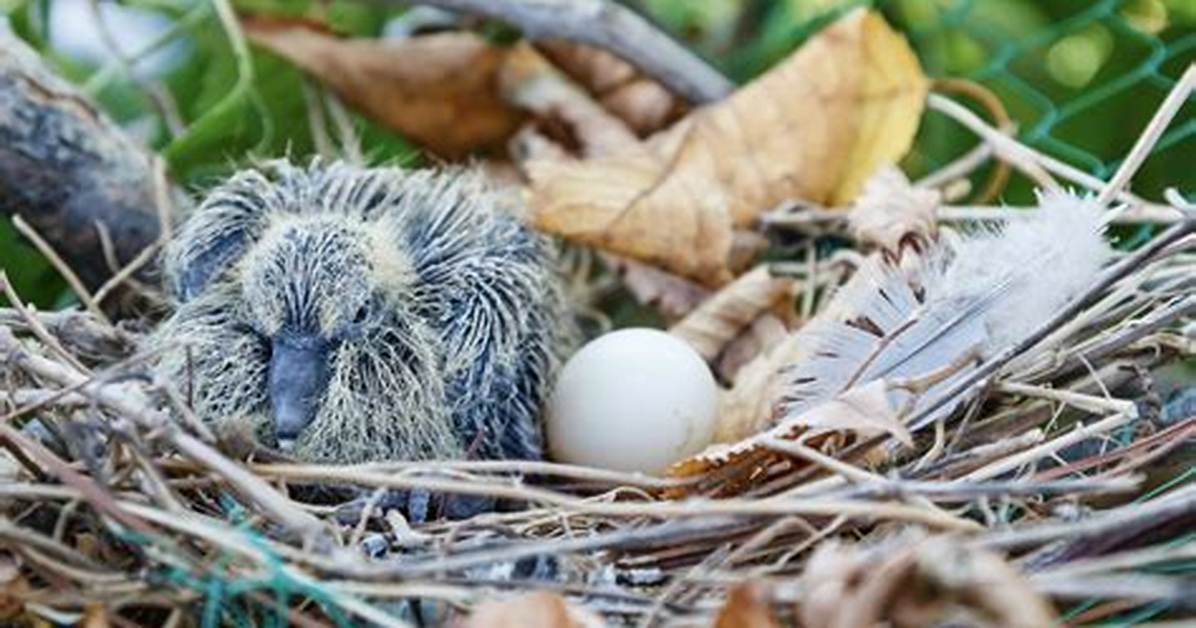 When Do Collared Doves Nest?