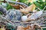 When Do Collared Doves Nest?