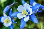 When Do Columbine Bloom?