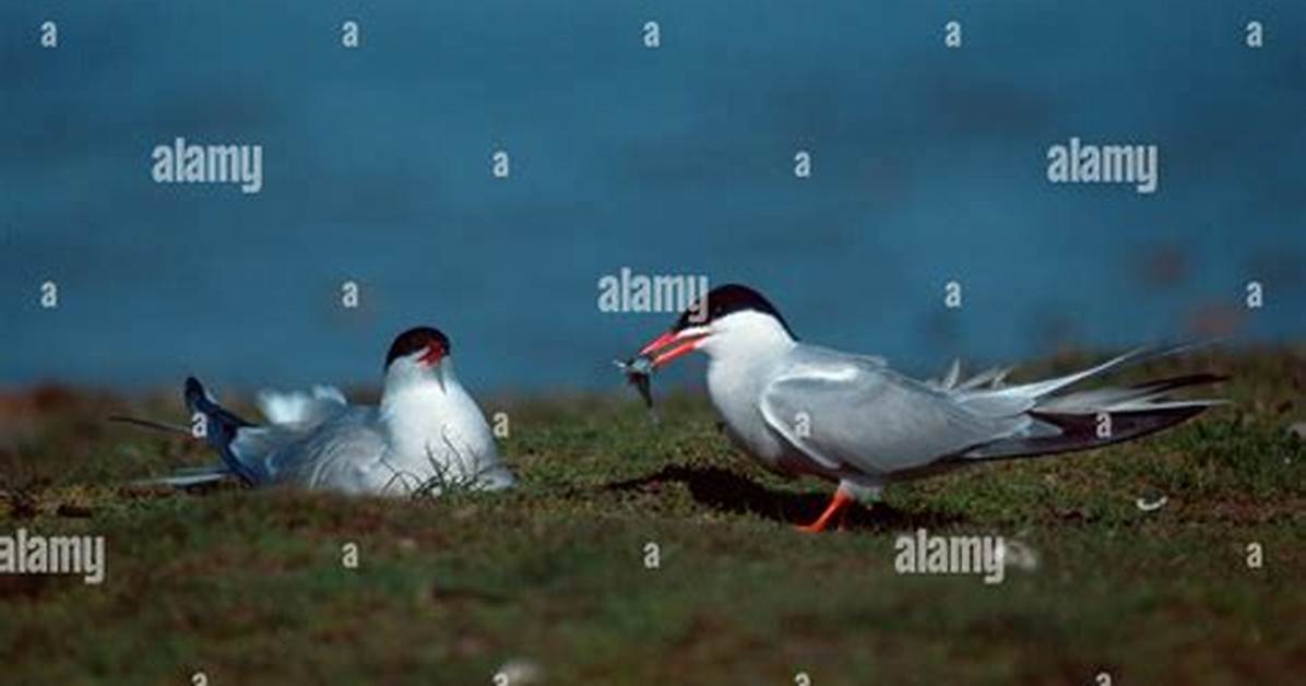 When Do Common Terns Nest?