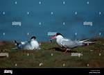 When Do Common Terns Nest?