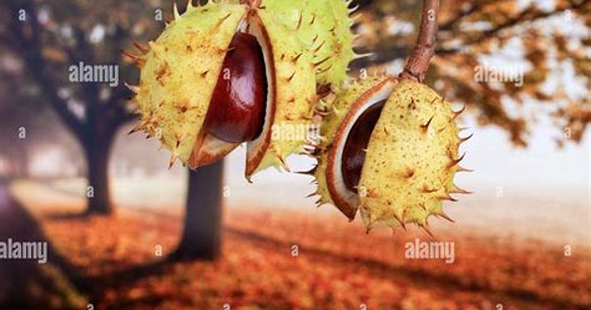 When Do Conkers Fall?