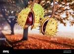 When Do Conkers Fall?
