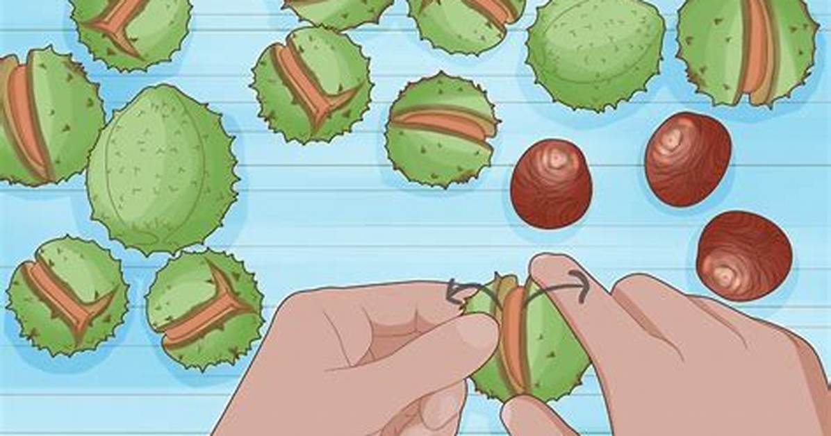 When Do Conkers Grow?