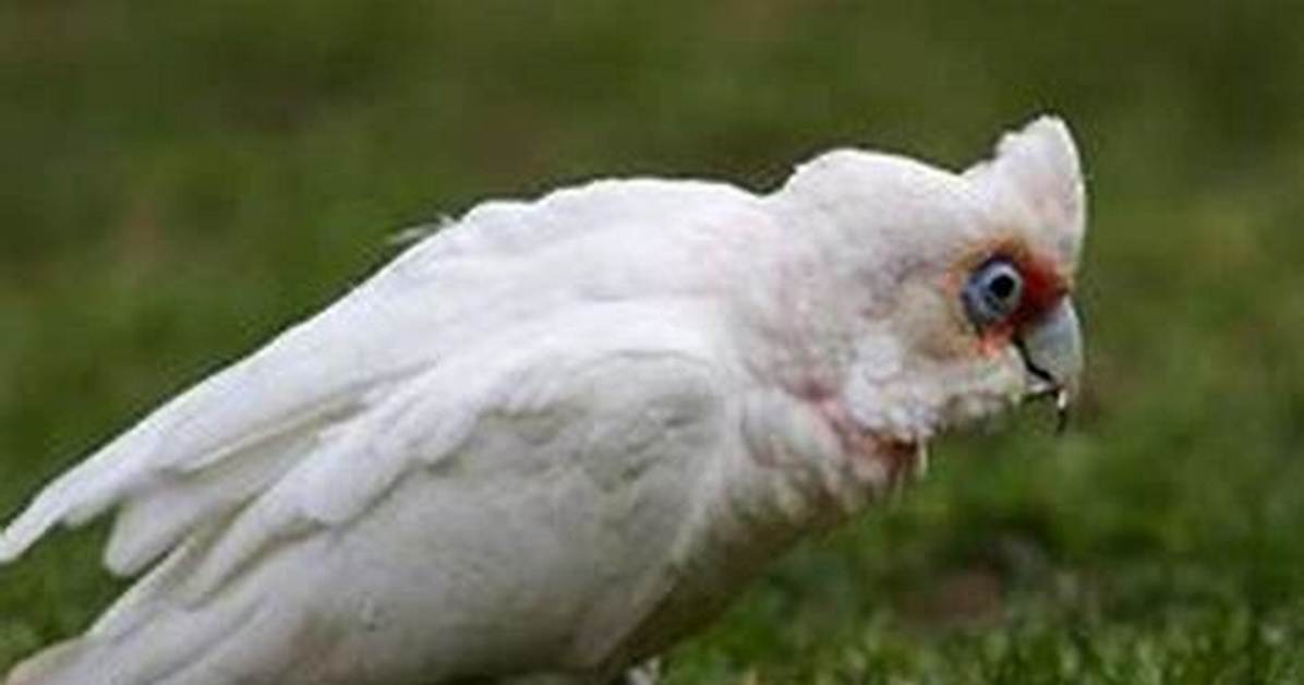 When Do Corellas Breed?