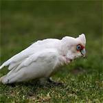 When Do Corellas Breed?