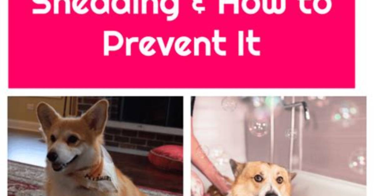 When Do Corgi Shed?
