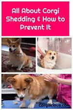 When Do Corgi Shed?