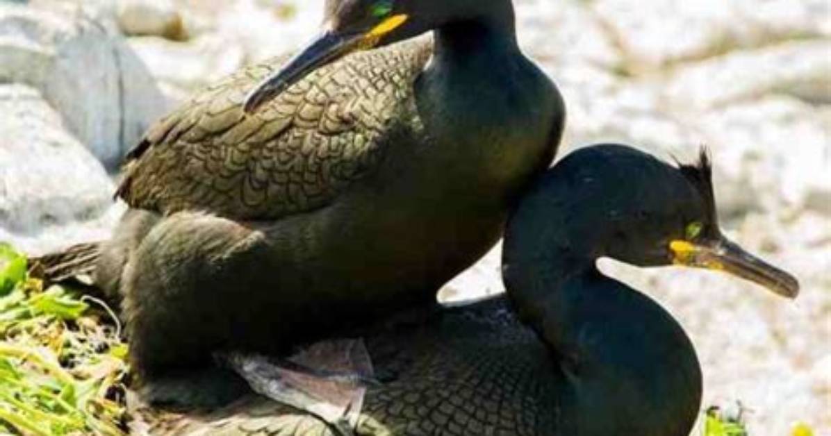 When Do Cormorants Mate?