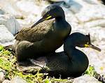 When Do Cormorants Mate?